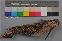 藏品(中地鷸)的圖片